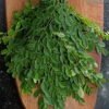moringa_leaves_wooden_board-1.jpg